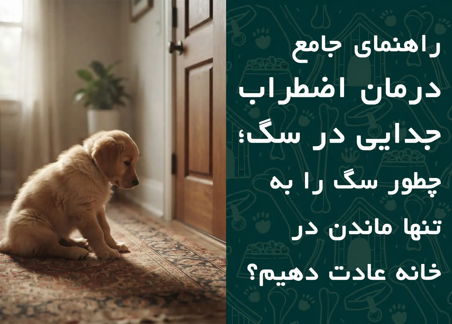 راهنمای جامع درمان اضطراب جدایی در سگ؛ چطور سگ را به تنها ماندن در خانه عادت دهیم؟